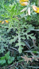 Solanum rostratum