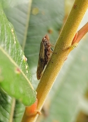 Aphrophora alni