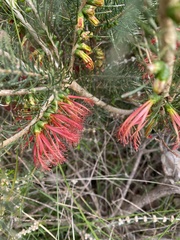 Melaleuca rupestris