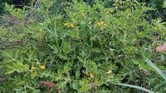 Solanum rostratum