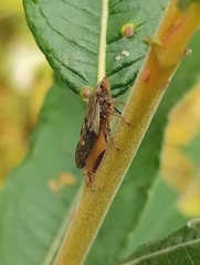 Aphrophora alni