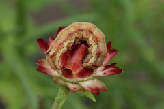 Helicoverpa armigera