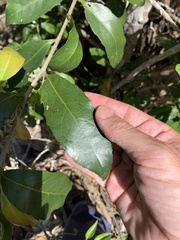 Excoecaria dallachyana