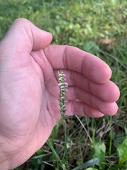 Spiranthes ovalis erostellata