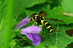 Xanthogramma pedissequum