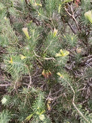 Melaleuca rupestris