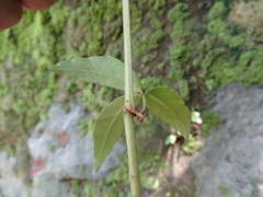 Tetrastigma formosanum