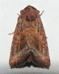 Parapamea buffaloensis