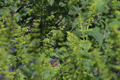 Diglossa baritula