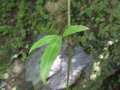 Tetrastigma formosanum