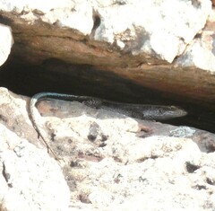 Trachylepis margaritifera