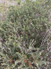Melaleuca rupestris