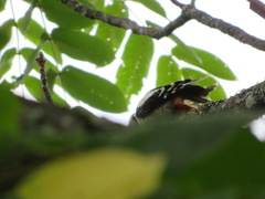 Dendrocopos major japonicus