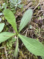 Pilosella caespitosa