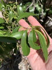 Excoecaria dallachyana