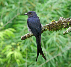 Dicrurus leucophaeus