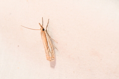 Crambus saltuellus