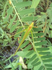 Orthoptera