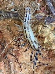 Scutigera coleoptrata