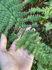 Dryopteris campyloptera
