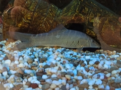 Syncrossus berdmorei