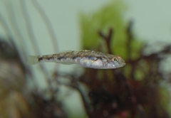 Pomatoschistus pictus