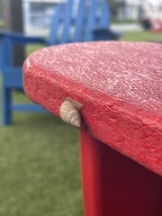 Bulimulus bonariensis