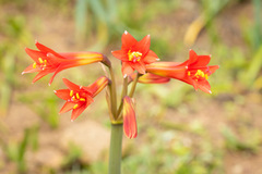 Zephyranthes phycelloides