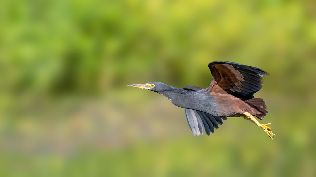 Rufous-Bellied Heron