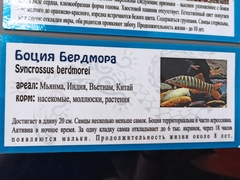 Syncrossus berdmorei