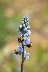 Monnina philippiana