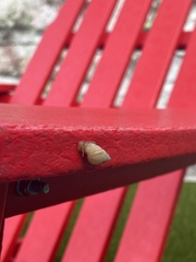 Bulimulus bonariensis