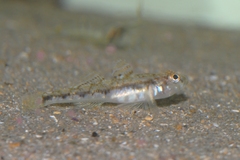 Pomatoschistus pictus