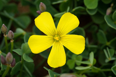 Oxalis gigantea