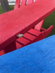 Bulimulus bonariensis