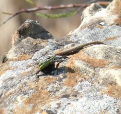 Platysaurus intermedius
