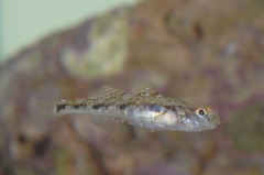 Pomatoschistus pictus