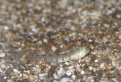 Microlipophrys dalmatinus