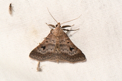 Bleptina caradrinalis