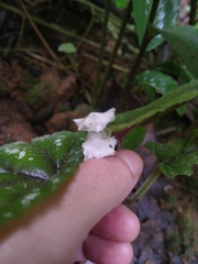Begoniaceae