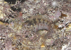 Parablennius incognitus