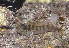 Parablennius incognitus