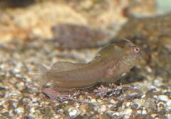 Parablennius incognitus