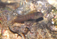 Parablennius incognitus