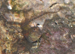 Parablennius incognitus