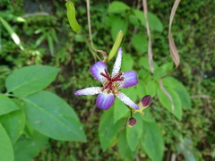 Tricyrtis formosana