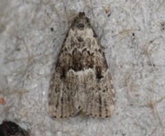 Hypenodes franclemonti