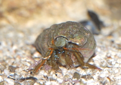 Clibanarius erythropus