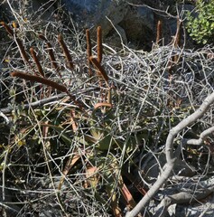 Aloe spicata