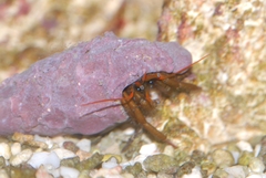 Clibanarius erythropus